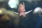 Free Stock Photo: Close-up of a fish swimming under water