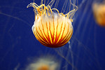 Free Stock Photo: A jellyfish swimming in the ocean