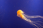 Free Stock Photo: A jellyfish swimming in the ocean