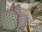 Free Stock Photo: Purple edged cactus closeup