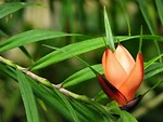 Free Stock Photo: Closeup of orange tropical flower