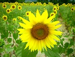 Free Stock Photo: A field of Sunflowers