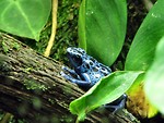 Free Stock Photo: Blue poison frog closeup