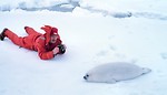 Free Stock Photo: Man taking photo of a seal