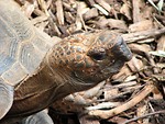 Free Stock Photo: Turtle portrait