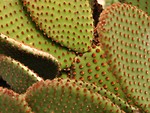 Free Stock Photo: Closeup of red spotted cactus