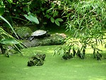 Free Stock Photo: Turtle in a swamp