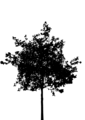 Free Stock Photo: Illustration of a tree silhouette
