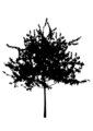 Free Stock Photo: Illustration of a tree silhouette