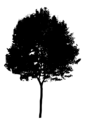 Free Stock Photo: Illustration of a tree silhouette