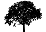 Free Stock Photo: Illustration of a tree silhouette