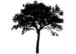 Free Stock Photo: Illustration of a tree silhouette