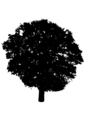Free Stock Photo: Illustration of a tree silhouette