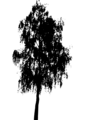 Free Stock Photo: Illustration of a tree silhouette