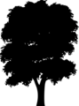 Free Stock Photo: Illustration of a tree silhouette