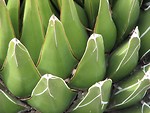 Free Stock Photo: Closeup of a green desert plant