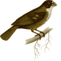 Free Stock Photo: Illustration of a bird