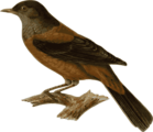 Free Stock Photo: Illustration of a bird perched on a branch
