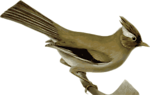 Free Stock Photo: Illustration of a bird perched on a branch