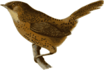 Free Stock Photo: Illustration of a bird perched on a branch