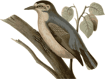 Free Stock Photo: Illustration of a bird perched on a branch