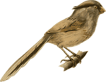 Free Stock Photo: Illustration of a bird perched on a branch