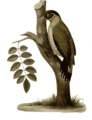 Free Stock Photo: Illustration of a bird perched on a branch