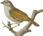 Free Stock Photo: Illustration of a bird perched on a branch