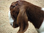 Free Stock Photo: Goat portrait
