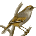 Free Stock Photo: Illustration of a bird perched on a branch