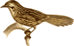 Free Stock Photo: Illustration of a bird perched on a branch