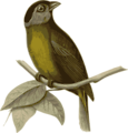 Free Stock Photo: Illustration of a bird perched on a branch