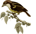 Free Stock Photo: Illustration of a bird perched on a branch