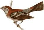 Free Stock Photo: Illustration of a bird perched on a branch