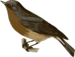 Free Stock Photo: Illustration of a bird perched on a branch
