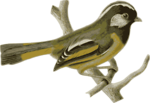 Free Stock Photo: Illustration of a bird perched on a branch