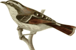 Free Stock Photo: Illustration of a bird perched on a branch