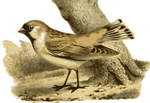 Free Stock Photo: Illustration of a bird