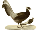Free Stock Photo: Illustration of a bird