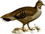 Free Stock Photo: Illustration of a bird