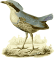 Free Stock Photo: Illustration of a bird
