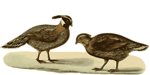 Free Stock Photo: Illustration of a bird