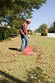 Free Stock Photo: A woman raking leaves on her lawn