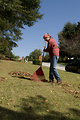 Free Stock Photo: A woman raking leaves on her lawn