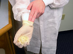Free Stock Photo: A lab technician pulling off disposable gloves