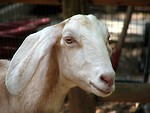 Free Stock Photo: Goat portrait