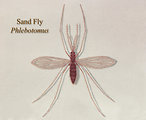 Free Stock Photo: Illustration of a sand fly
