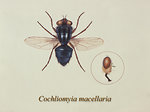 Free Stock Photo: Illustration of a Secondary screwworm fly