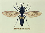 Free Stock Photo: Illustration of a Black soldier fly