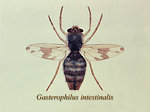 Free Stock Photo: Illustration of a Horse bot fly
